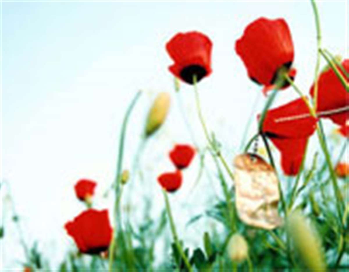 تشییع شهدا - نوشته کورش شجاعی مدیر مسئول روزنامه خراسان - شهید شقایق نشان